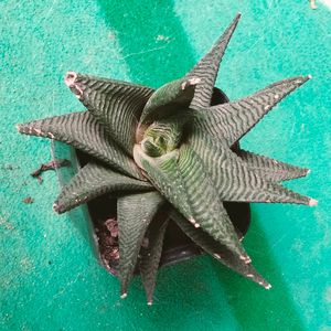 Mix Plants