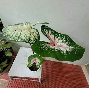 Pack 2 Syngonium &amp;calcium cherryplant 🌵