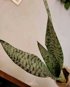 Set 2 Dwarf Snake Plant &amp; Money Plants🪴