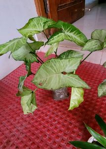 Pack 2 Callisia Fragrans&amp; Arrowhead Plants &amp; pot