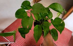 Set 2 Money Plant &amp; Syngonium Plans