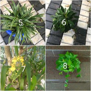 you can select 10 live root plants