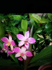 beautiful pink ground orchid