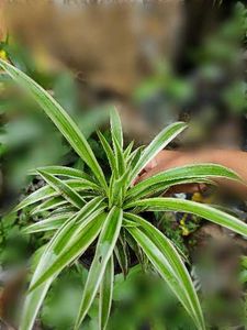 Variegated Spider Plant