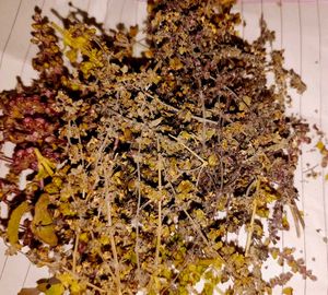 3 Plants Seeds