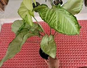 Pack 2 Evergreen Arrowhead Plant 🌵&amp; Pot