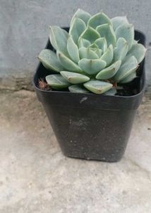 Echeveria