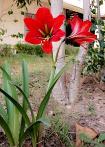 Amaryllis Young Plant Bulb