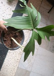 Beautiful Philodendron Florida ghost
