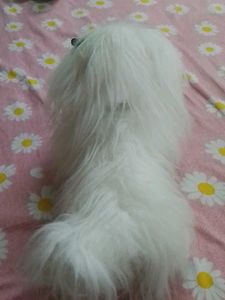 Cute White Dog Plush Toy