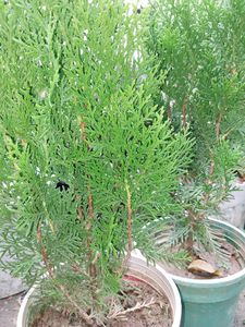 Morpankhi Plant .and Arica Palm