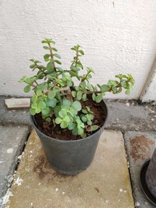 Jed plant ☘️☘️