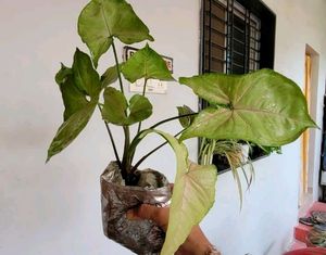 कॅलेडियम बिक्लोर प्लांट &amp; Arrowhead Plant 🌵&amp; Pot