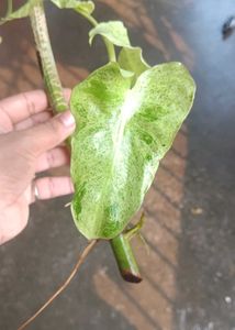 Stunning Philodendron paraiso Verde Plant