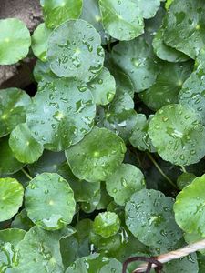 coin plant, Brahmi