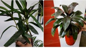 Pack 2 Moses-in-the-Cradle & Syngonium Plant & Pot