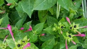25 G Pink 4 0 Clock Flower Seeds With Container
