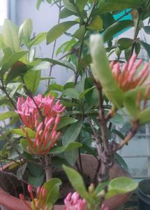 Pink Dwarf Xlora 3yrs Old Plant
