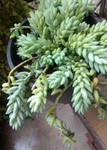 Donkey Tail Cutting