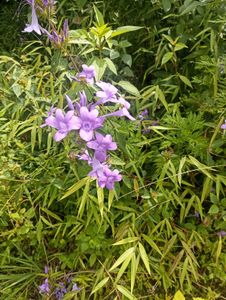 long plant flower blomming