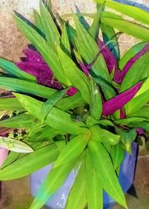 4 Different Types Of Rooted Live Plants