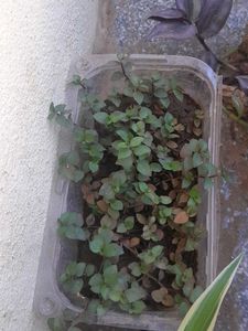 Real Rooted Purple Green Trailing Potted Plant