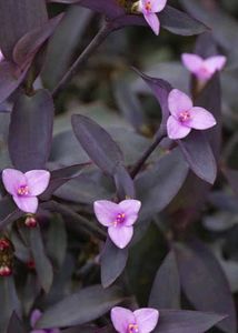 Combo Of 6 Beautiful Plants