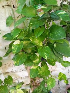 Money Plant Sapling