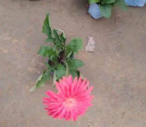 Gerbera
