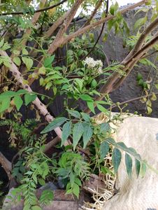 Fresh Curry Leaves
