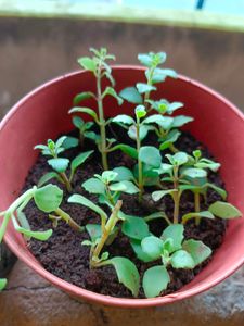 Rosemary, Coin , Turtle Vine, .. 4 Plants In Comb