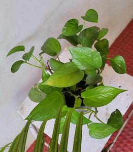 Evergreen Money Plant& pot