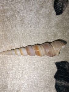 Rare Auger Screw Spiral Shell Unique
