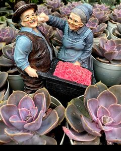 Echeveria Ghost