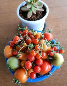 Red Cherry Tomato