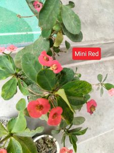 Beautiful Crown of Thorns Plants(4 variety)