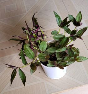 Set 2 Arrowhead &amp; Zabronics PLANT &amp; POT