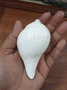 Seashell Collection &amp; Keychain