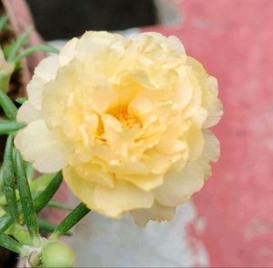 Table Rose