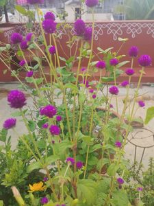 Purple Globe Amaranth Flower seeds