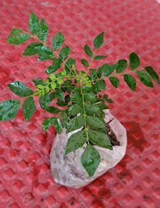 Snake &amp; Curry Leaves Plant🌵&amp; Pot