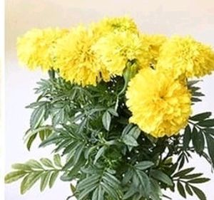 Tulsi &amp; Marigold Combos 3 Plants