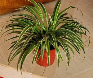 Chlorophytum laxum Plant 🪴&amp; Pot