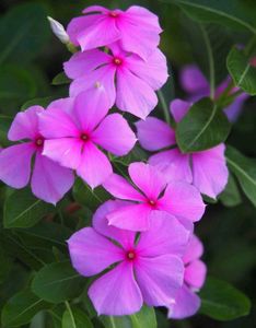 Vibrant Pink Periwinkle Flowers plant