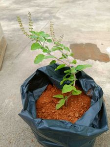 Holy Basil Plant (Tulsi)