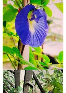 Aprajita Seeds pack of 20