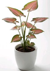 live Beginner-friendly plant combo of 4 at just 30