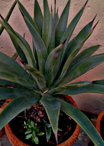 COMBO OF 4 AIR PURIFIER PLANTS