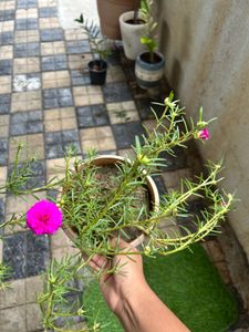 Vibrant Portulaca Plant with Blooming Flowers