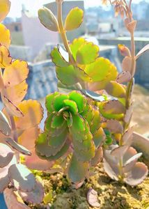 Laxiflora Kalanchoe Live Plant